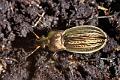 carabus pyrenaeus
